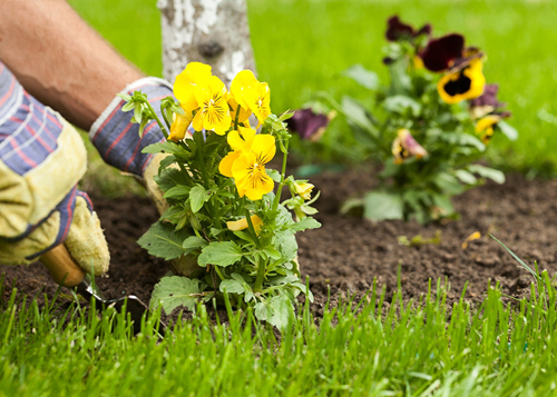 Soft Landscaping Services in Dubai