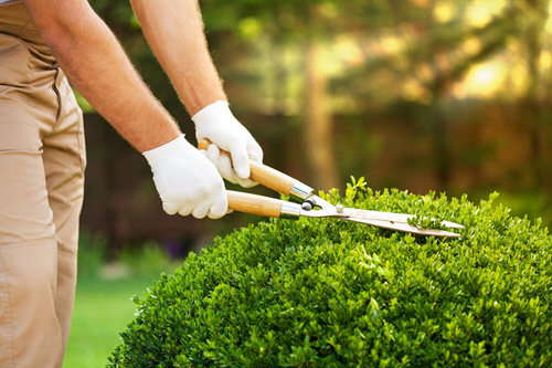Dubai Garden and Landscaping Services, Gardening Services in Dubai